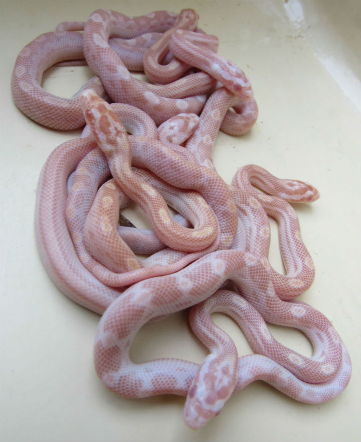 Butter Corn Snake